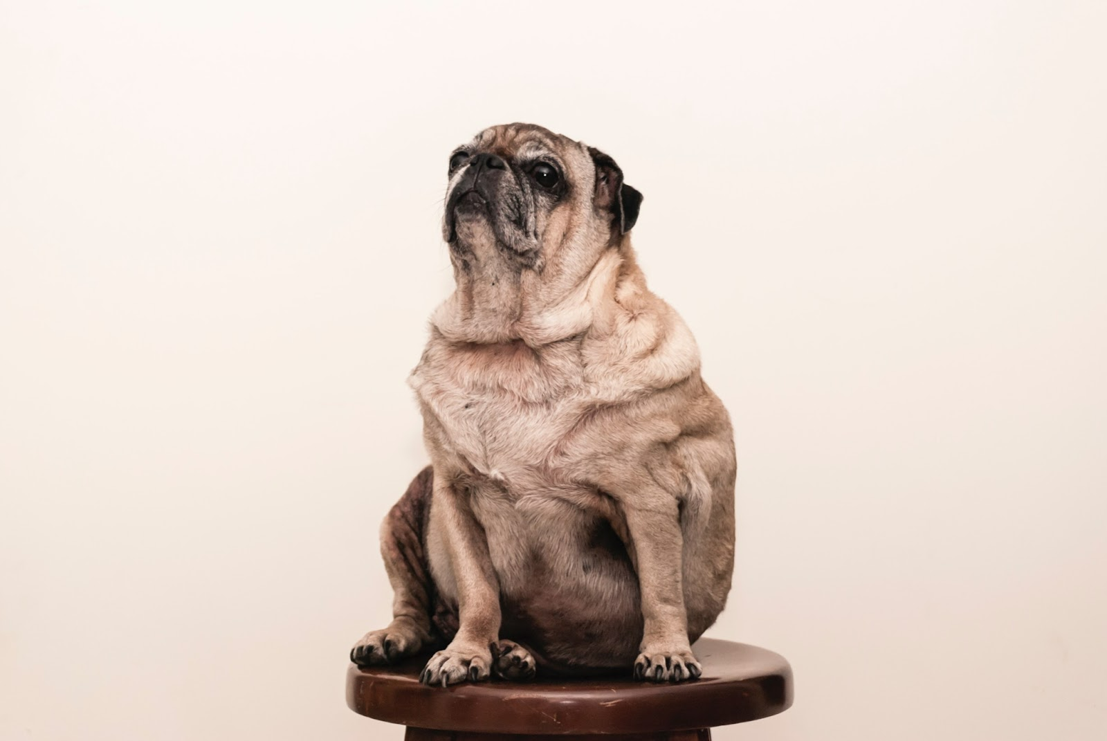 How To Calculate Your Dog’s Proper Weight And Keep Them Healthy For Life