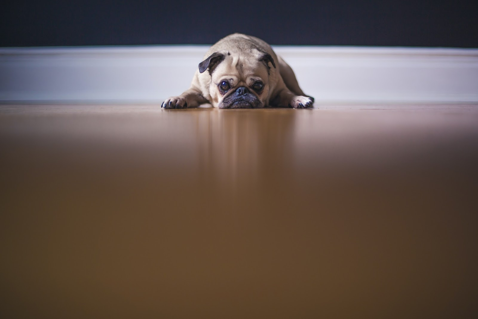  Mental Health Awareness Month: How To Take Care Of Your Dog's Mental Health