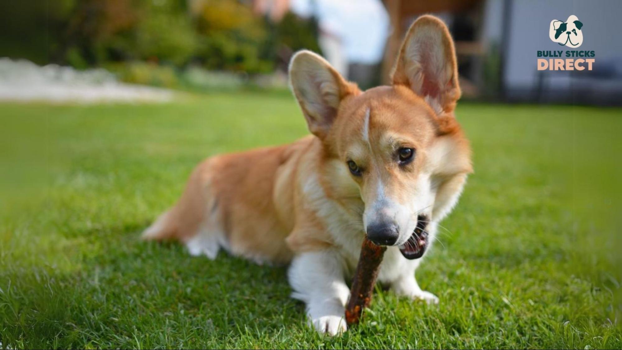 how-to-safely-introduce-bully-sticks-into-your-dog-s-routine.jpg