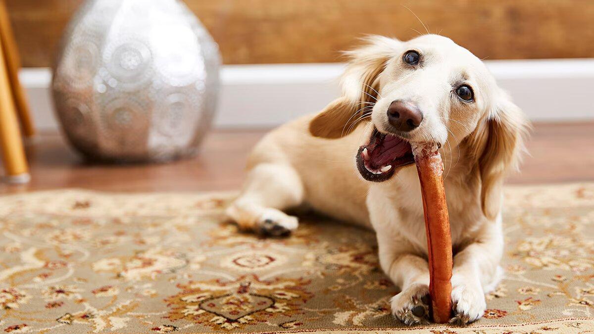 Bully sticks safe for dogs best sale